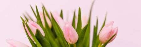 Rožiniai tulpės žiedai iš žalių lapų ant šviesaus fono.